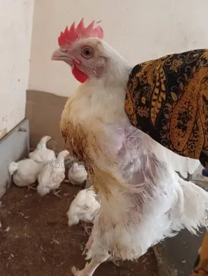 Broiler Chicken