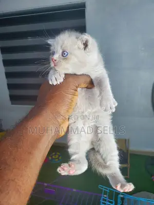 1-3 months Female Purebred British Shorthair