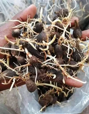Sprouted Palm Seed