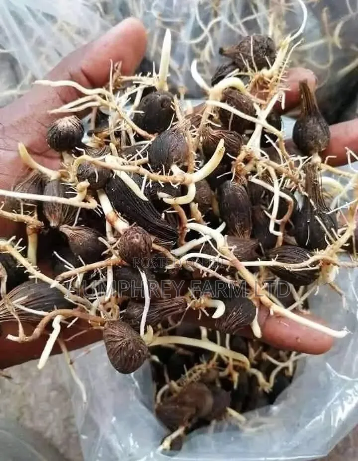 Sprouted Palm Seed