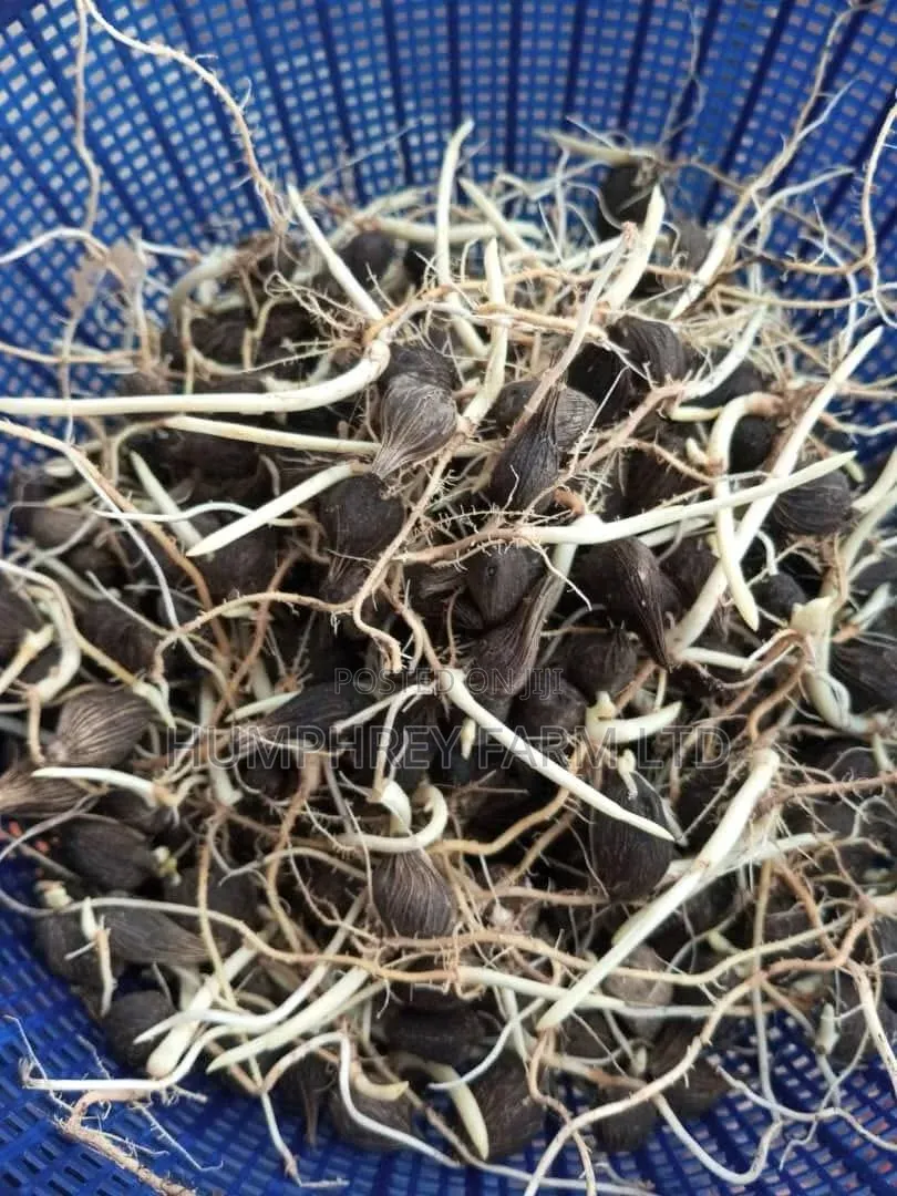 Sprouted Palm Seed