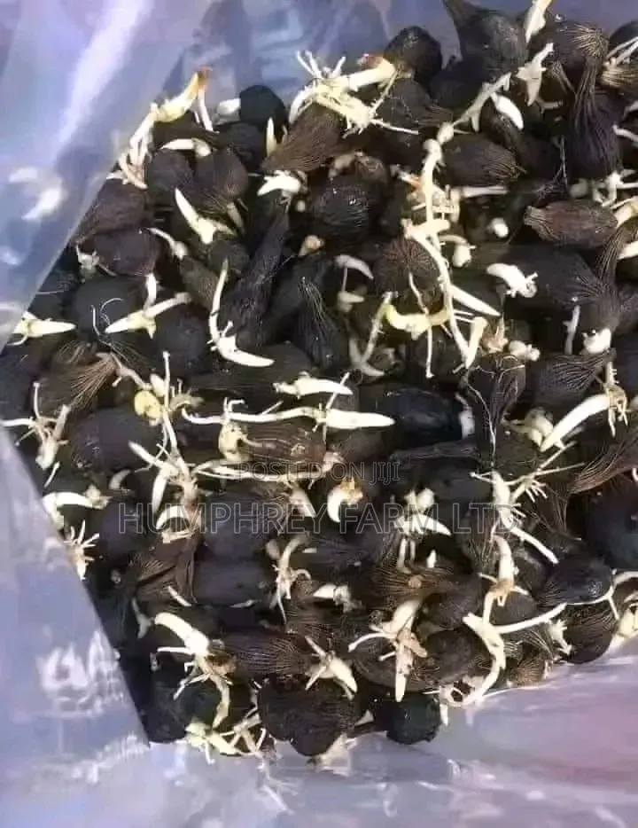 Sprouted Palm Seed