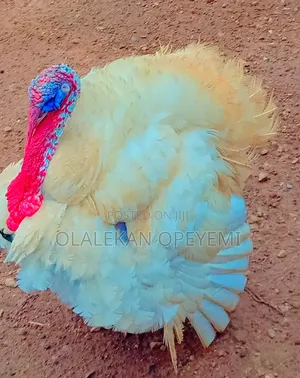 Matured Local Turkey