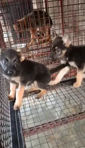 1-3 months Male Purebred German Shepherd