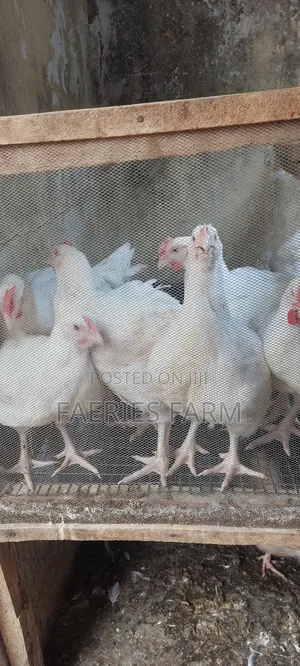 Live Broiler Chicken