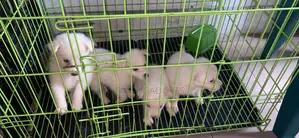 0-1 month Female Purebred American Eskimo