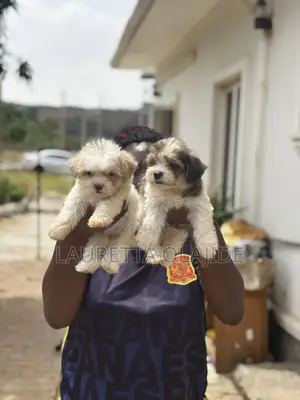 1-3 months Female Purebred Lhasa Apso
