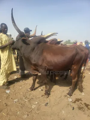 Cow For Meat Consumption