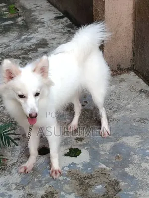 3-6 months Female Purebred American Eskimo