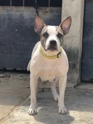 1+ year Female Mixed Breed American Bully
