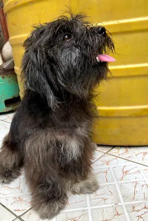 1+ year Female Purebred Lhasa Apso