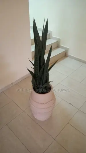 Flower Vase With Plant