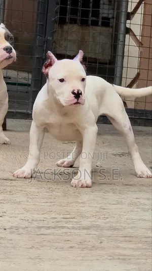 3-6 months Male Purebred American Bully