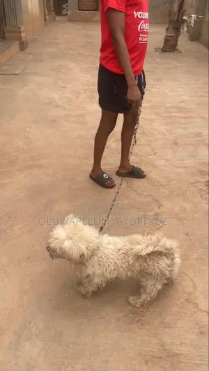 1+ year Female Purebred Lhasa Apso
