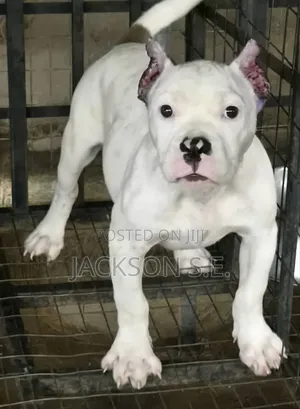 3-6 months Male Purebred American Bully