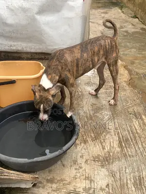 6-12 months Male Purebred American Pit Bull Terrier