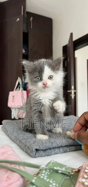 1-3 months Male Purebred Persian
