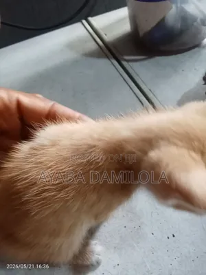 1-3 months Male Purebred Cat
