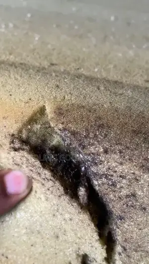 Bedbugs Fumigation.
