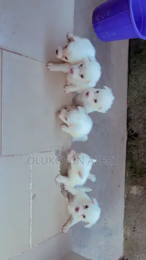 1-3 months Female Purebred American Eskimo