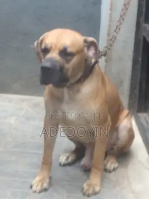 1+ year Male Purebred Boerboel