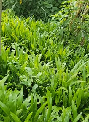 Hybrid Tenera Oil Palm Seedlings