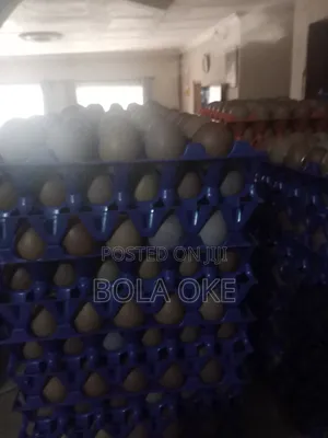 Eggs and Frozen Chicken