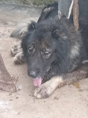 1+ year Male Purebred Caucasian Shepherd