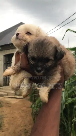 1-3 months Male Purebred Lhasa Apso