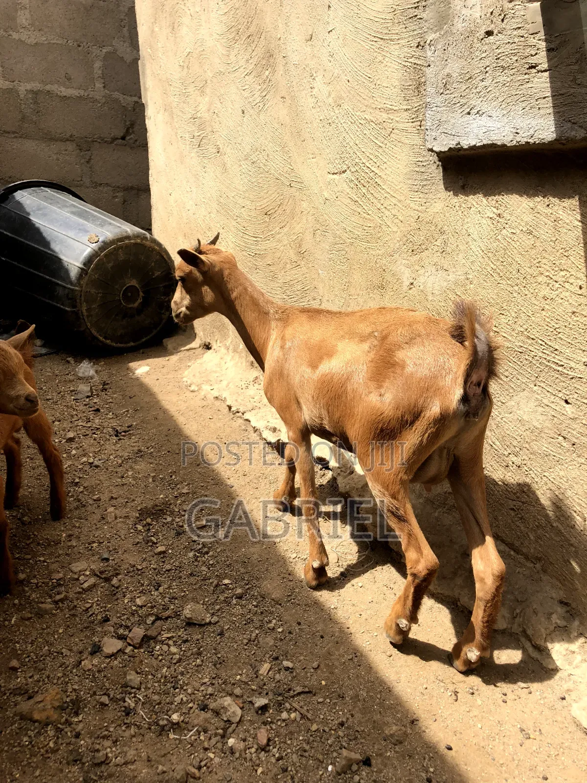 Female Goat