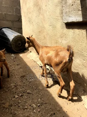 Female Goat