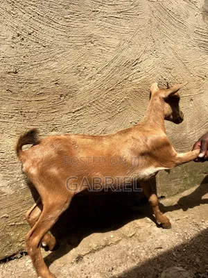 Female Goat