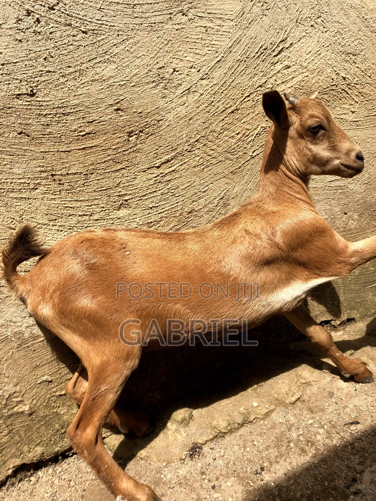 Female Goat
