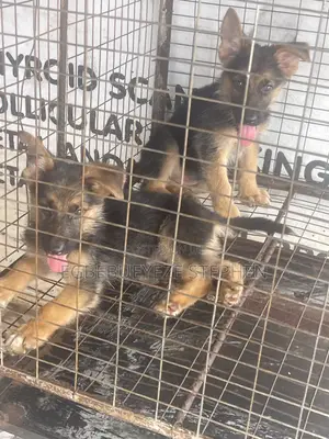 1-3 months Male Purebred German Shepherd