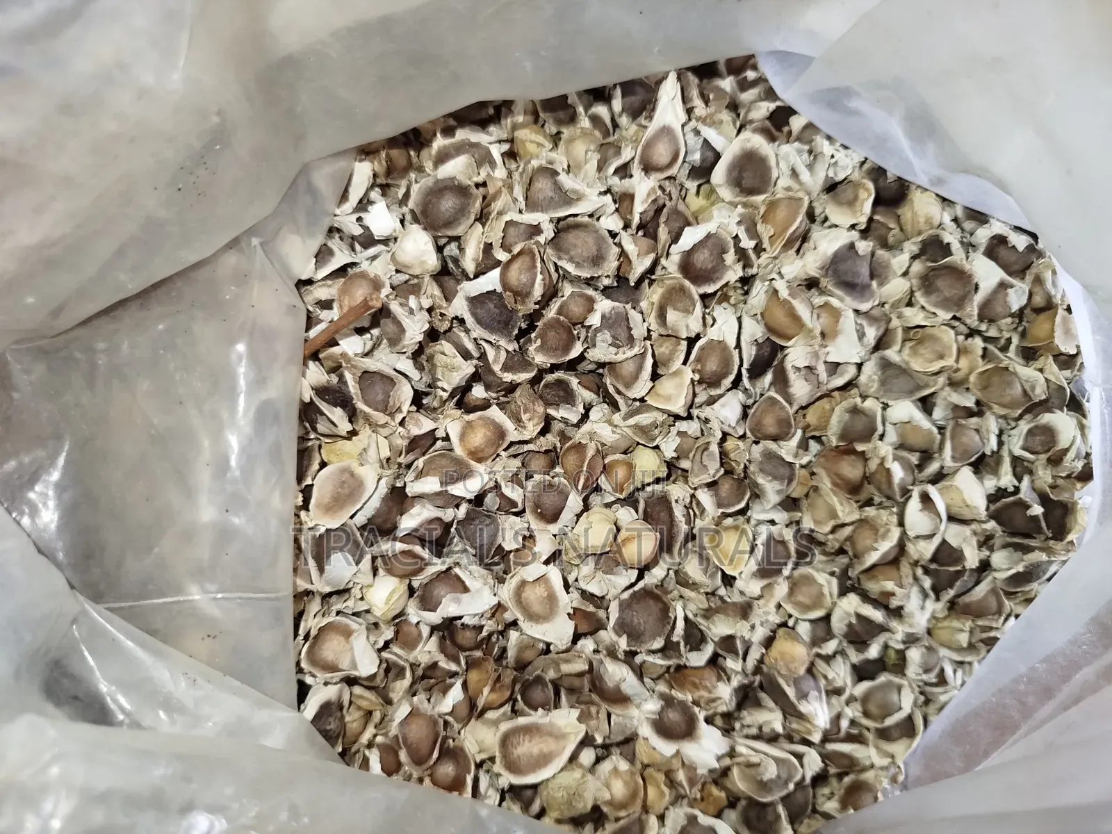 Moringa Seeds 1kg