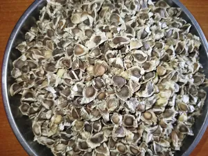 Moringa Seeds 1kg