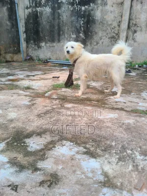 1+ year Female Purebred American Eskimo