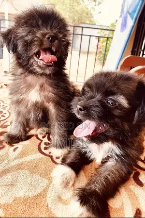 1-3 months Female Purebred Lhasa Apso