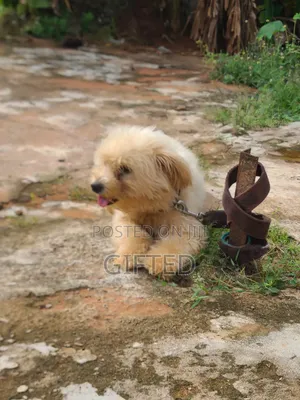 1+ year Female Purebred Lhasa Apso