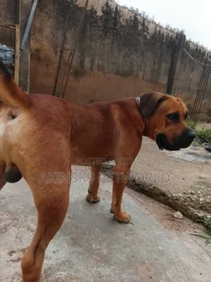 1+ year Male Purebred Boerboel