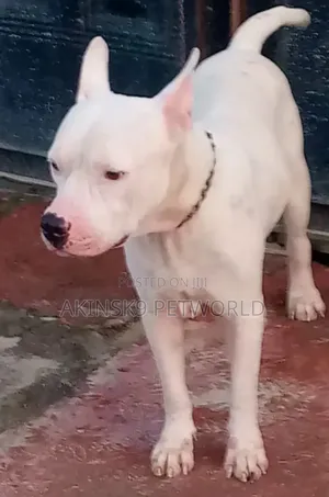 6-12 months Male Purebred American Bully