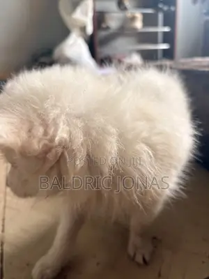 0-1 month Male Purebred American Eskimo