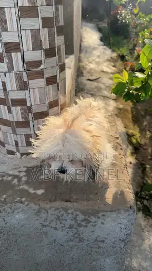 1+ year Male Purebred Lhasa Apso