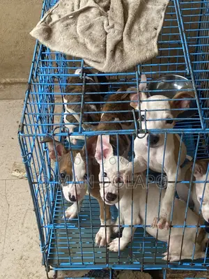 1-3 months Female Purebred American Pit Bull Terrier