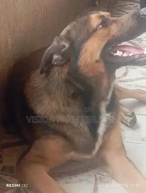 1+ year Male Mixed Breed German Shepherd