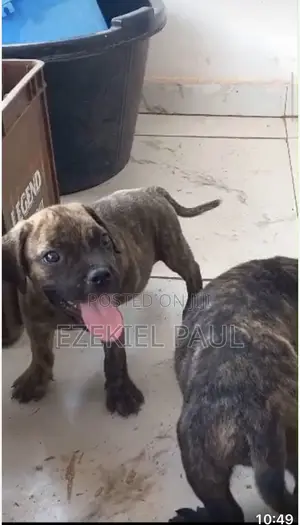 0-1 month Female Purebred Boerboel