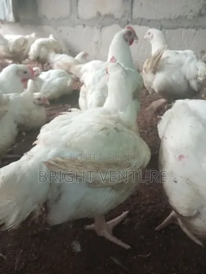 Broiler Chickens for Sale, Average Weight 3.5kg-4kg at -