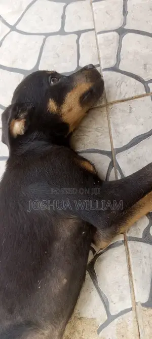 3-6 months Male Purebred Rottweiler
