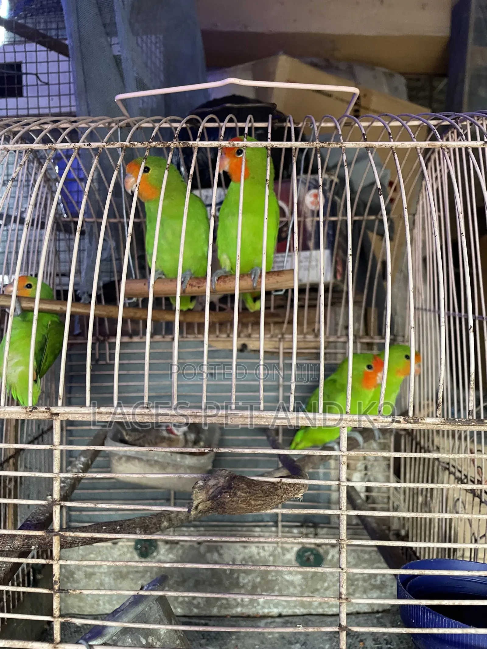 Lace Pets Store and