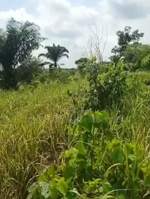 Dry Table Land of 100 by 50 for Sale at Agbarho